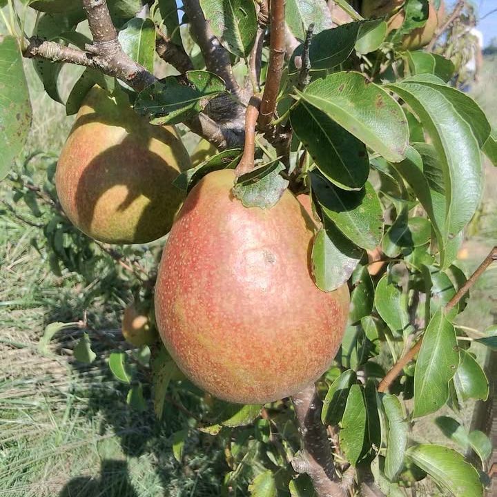 Poirier - Pyrus communis "Fondante Thirriot"