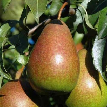 Bonne Louise d'Avranches - Très vigoureux