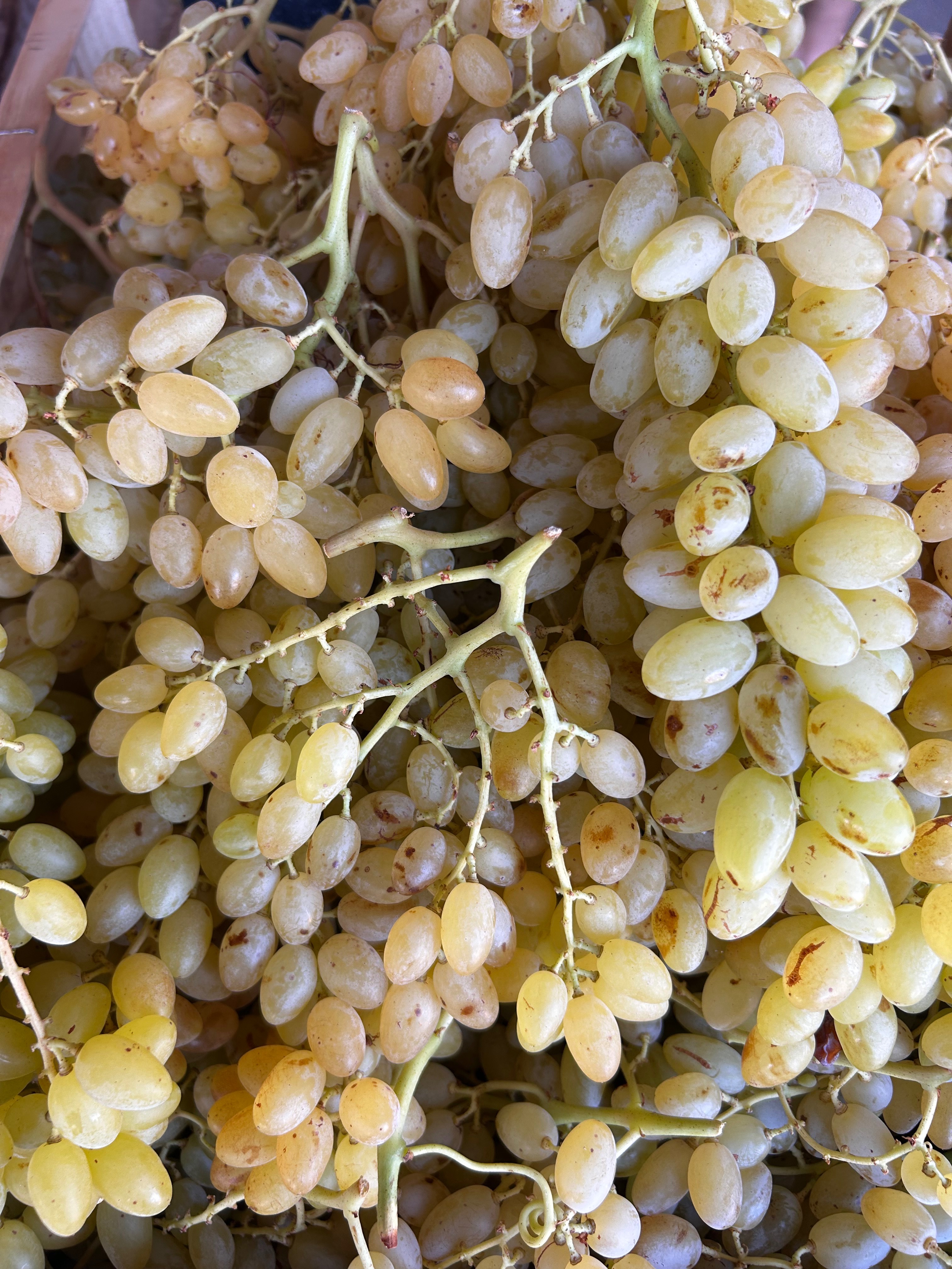 RAISIN sans pépins - de Paulhan