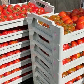Tomate à sauce (selon stock disponible) - 5kg