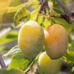Prunier - Prunus domestica "Quetsche Blanche de Létricourt"
