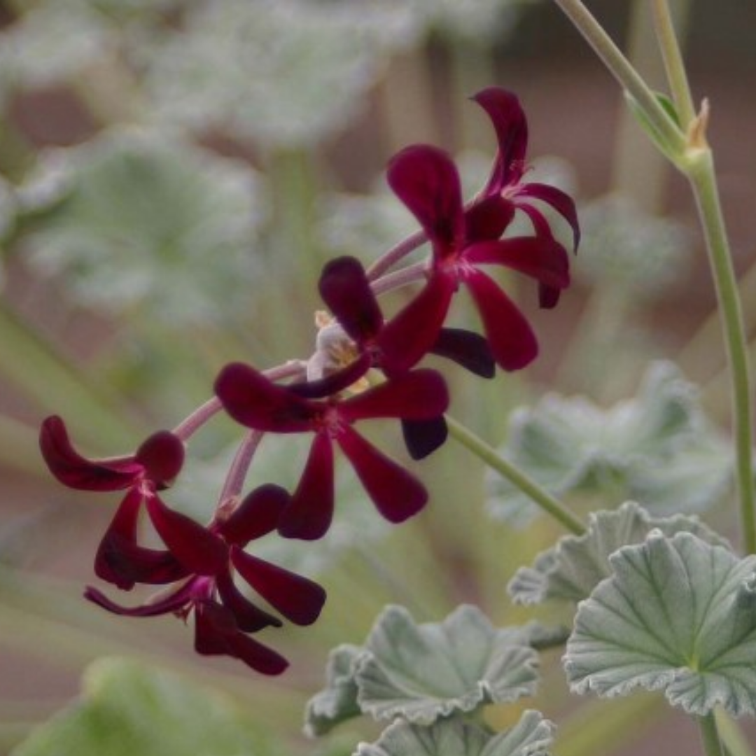 Pelargonium sidoides