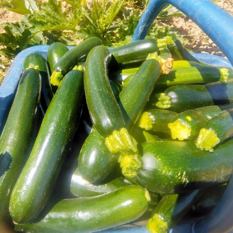 Courgettes vertes 14-21 cm