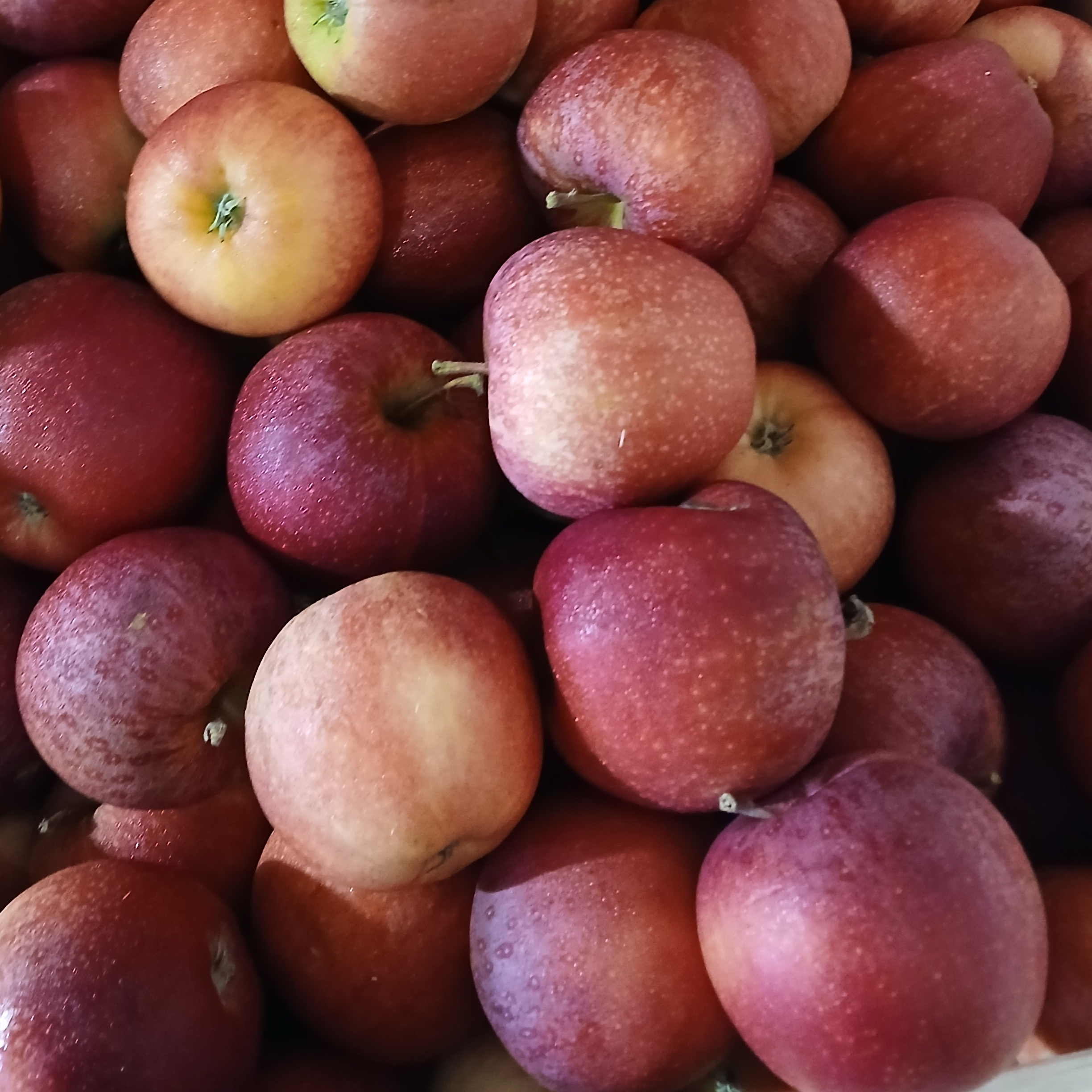 Pomme Variété Gala (petite)