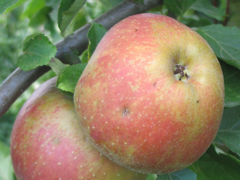 Pommier - Malus domestica "Belle de Boskoop"