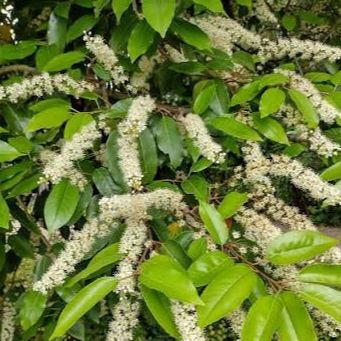 Laurier du Portugal - Prunus lusitanica - Pot