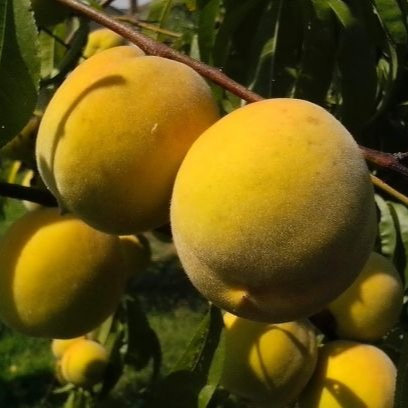 Pêcher 'Canari' / Montclar Racines nues