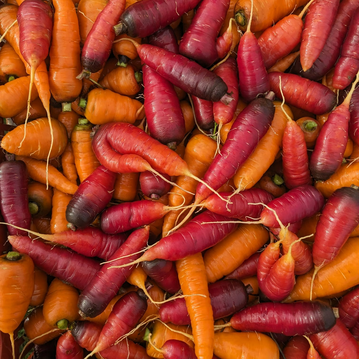 Carottes couleurs mix