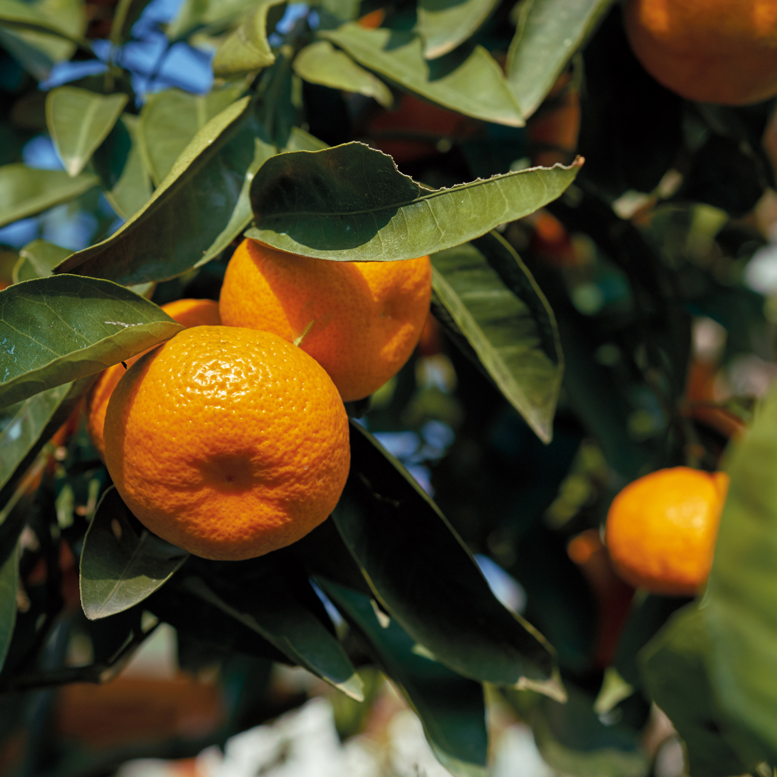 Mandarinier satsuma Iwasaki - 3l