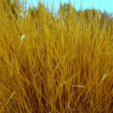 Panicum virgatum ‘Cloud Nine’