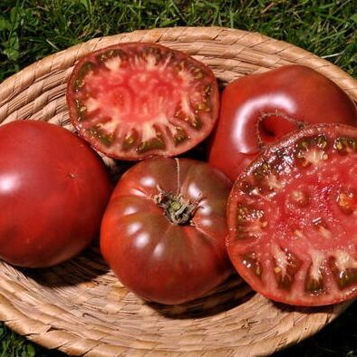 Plant Tomate Noire de Crimée bio