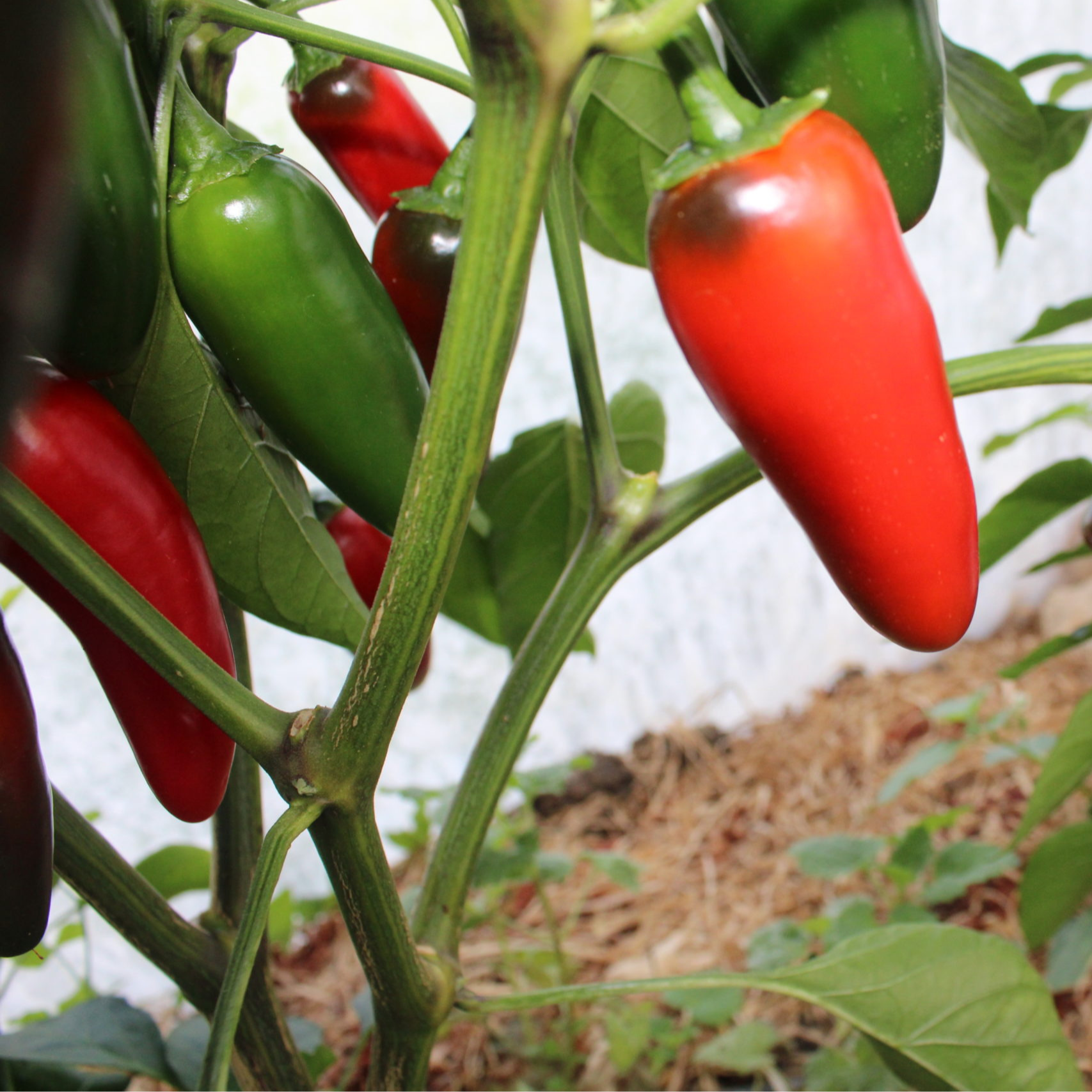 Piment Jalapeno rouge - Sachet - 100g