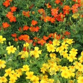 Fleurs de Mini Tagètes mix couleurs (par 25)