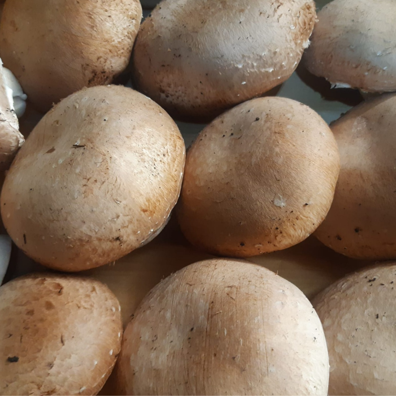CHAMPIGNON PORTOBELLO