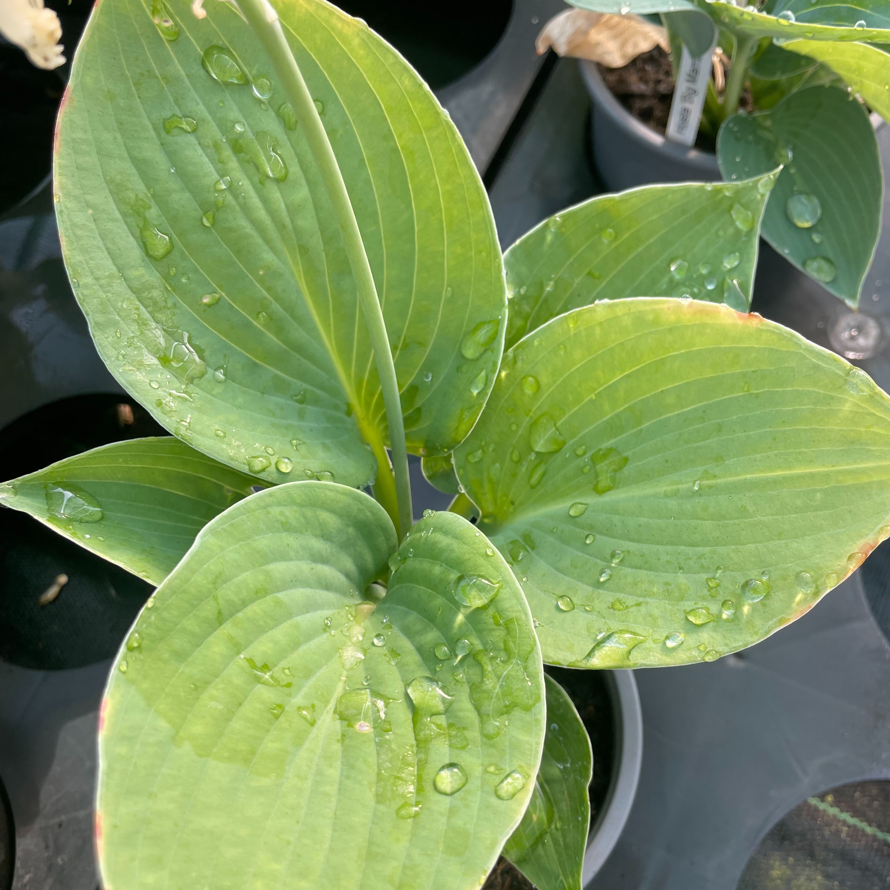 Hosta 'Big Mama'