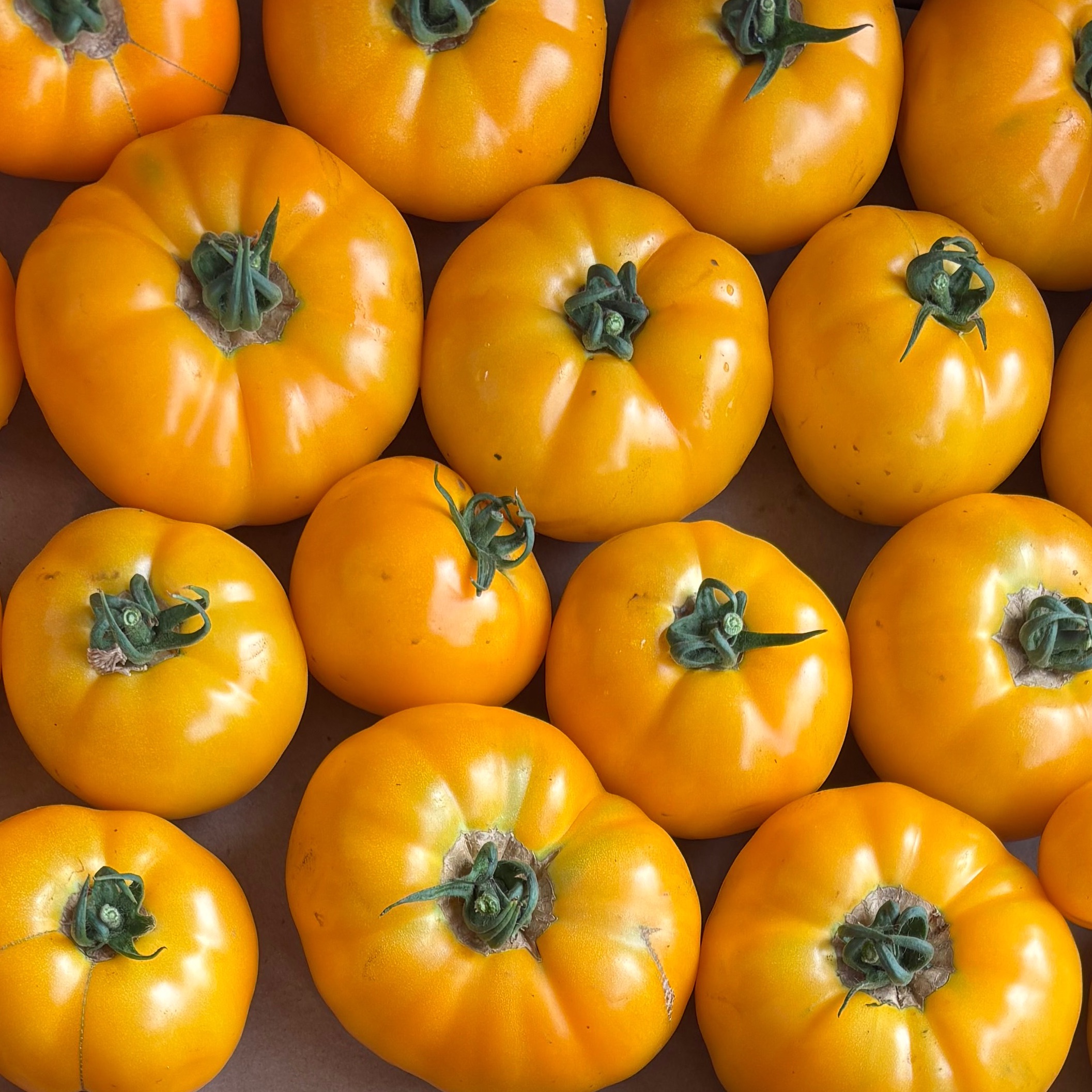 Tomate ancienne jaune