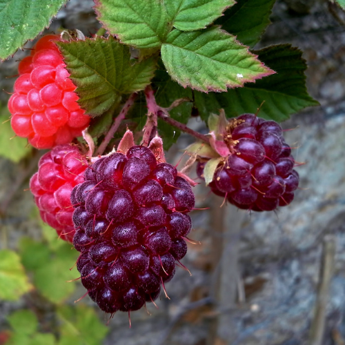 MÛRE SANS ÉPINE Loganberry Bio