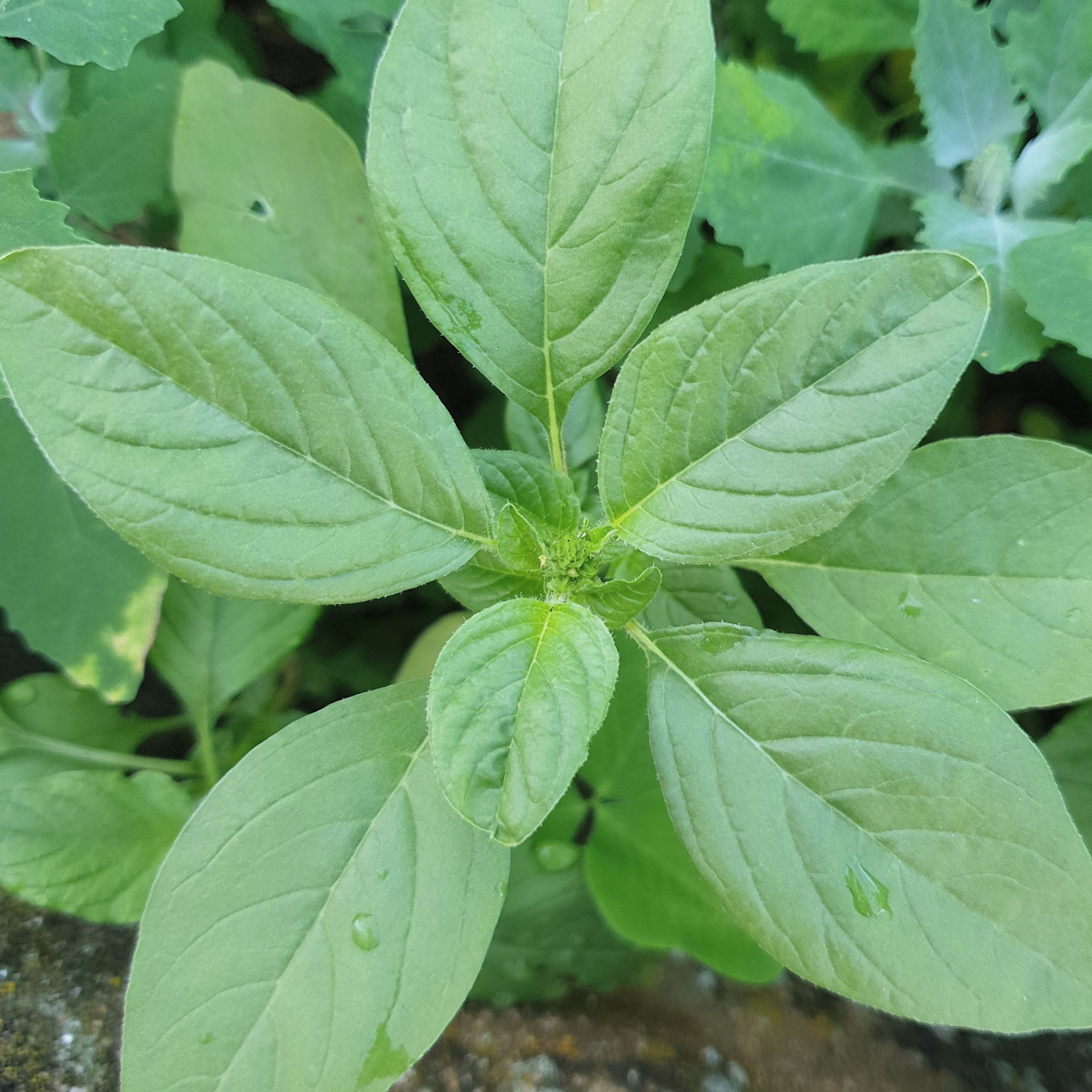Basilic citron