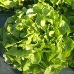Salade