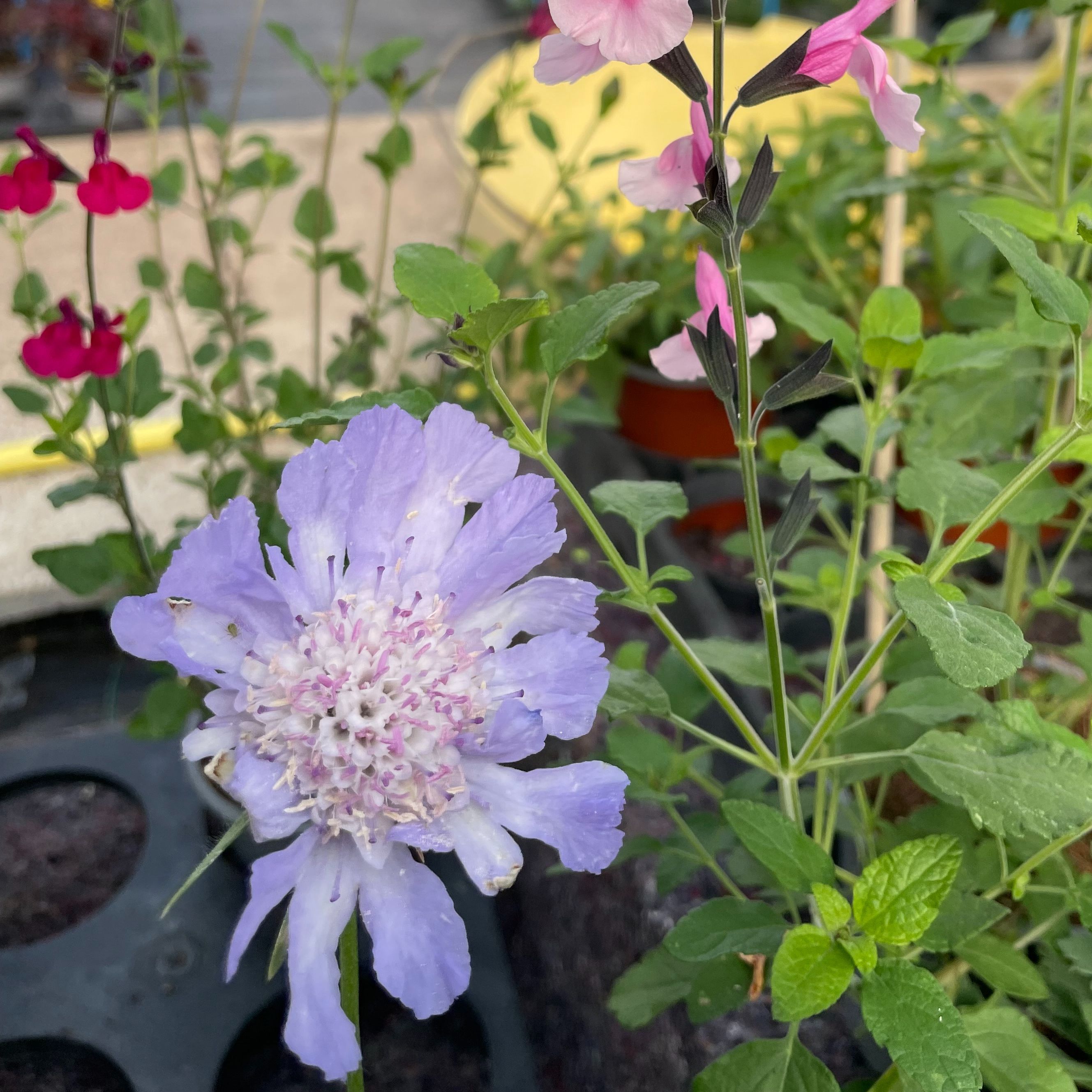 Scabiosa caucasica 'Perfection Blue'