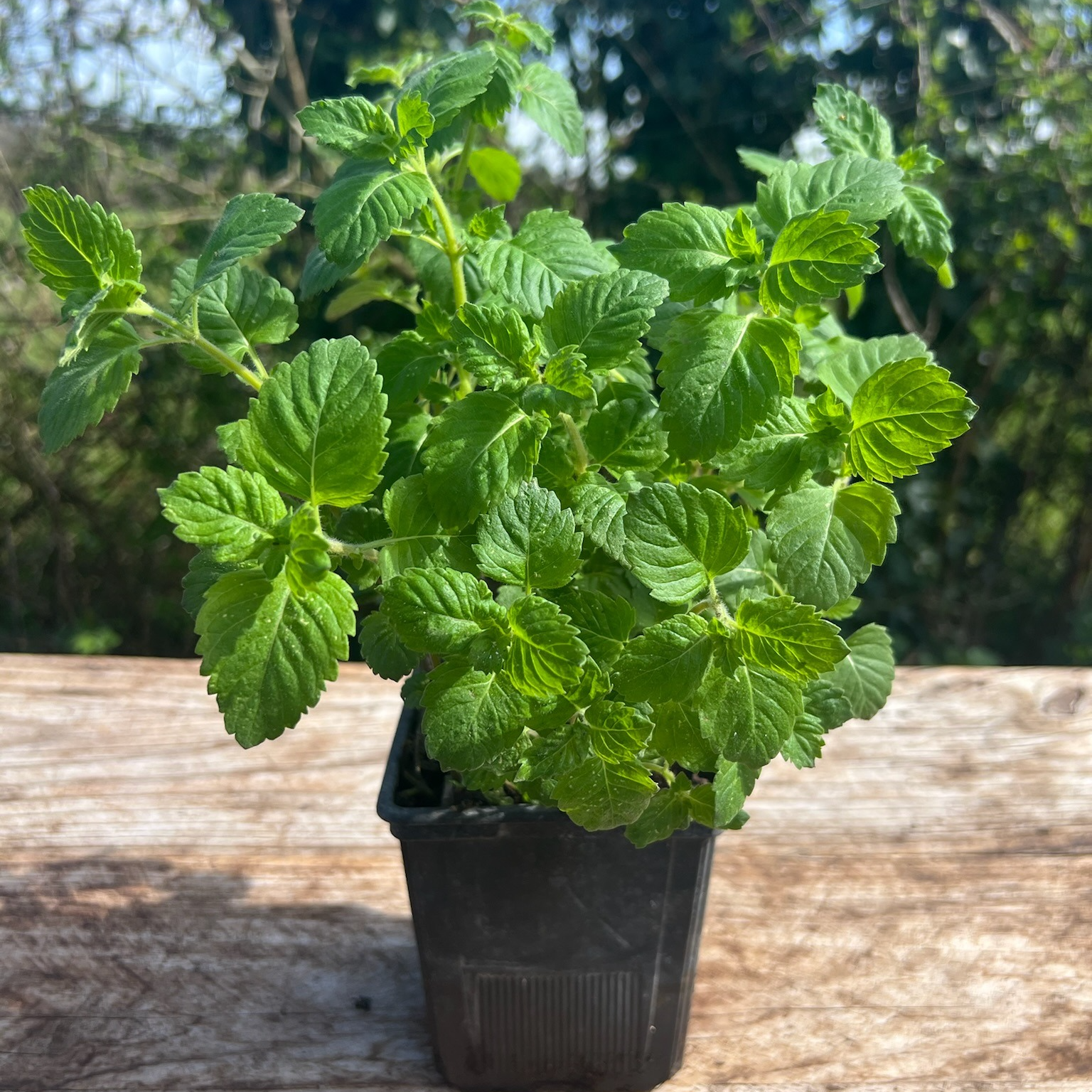 Plant Thé D’Aubrac Bio - 650g