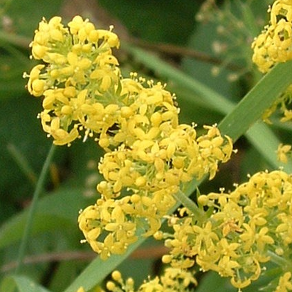 Fleurs de Gaillet jaune (par 20)