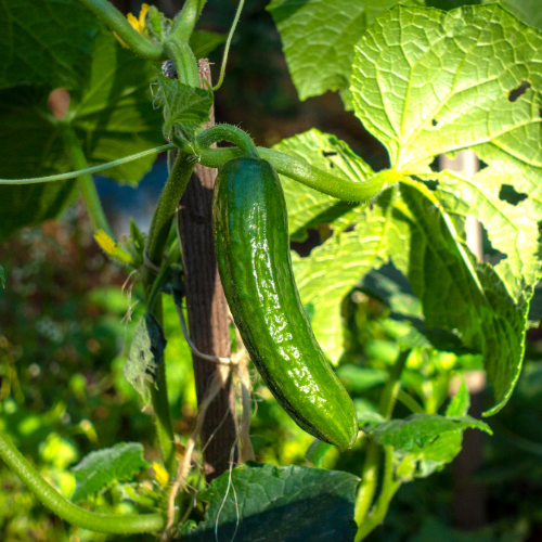 CONCOMBRE Marketmore Bio