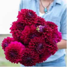 Tubercule - Dahlia Diva's Us