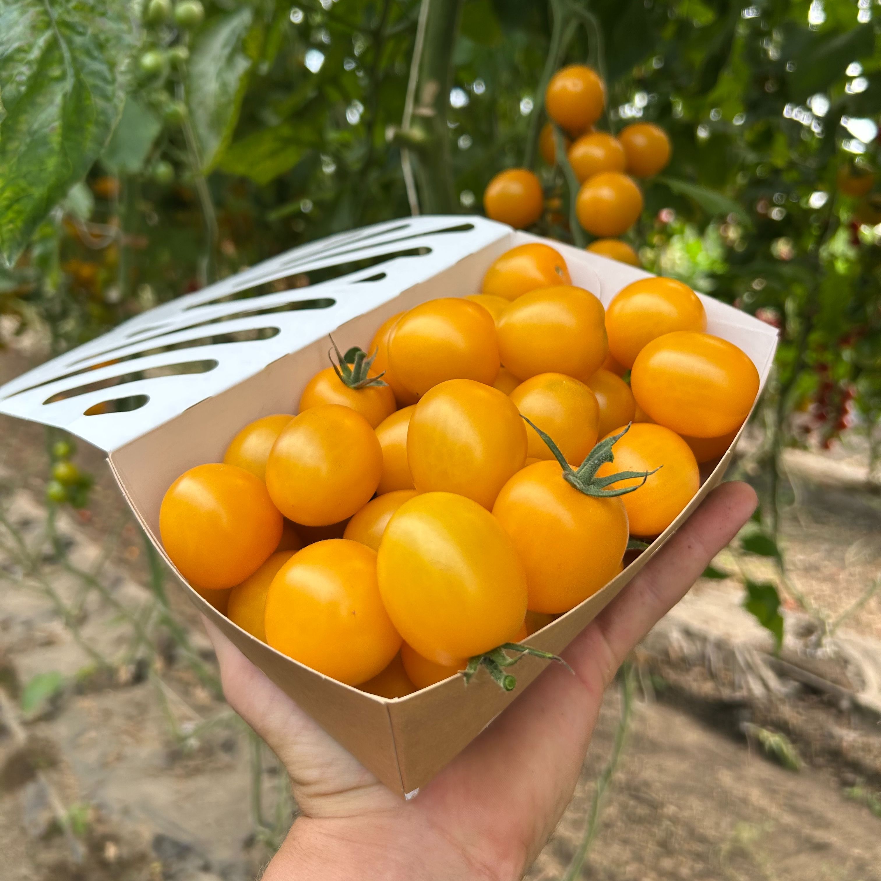 Tomates cerises jaune