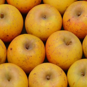 Pommier Goldrush /M106 - racines nues 1,5m