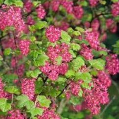 Groseillier sanguin - Ribes sanguineum "King Edward VII