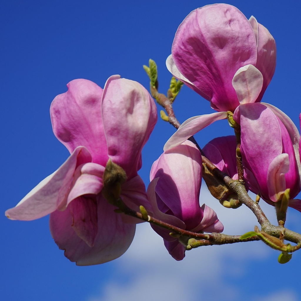 Magnolia liliflora - 3l
