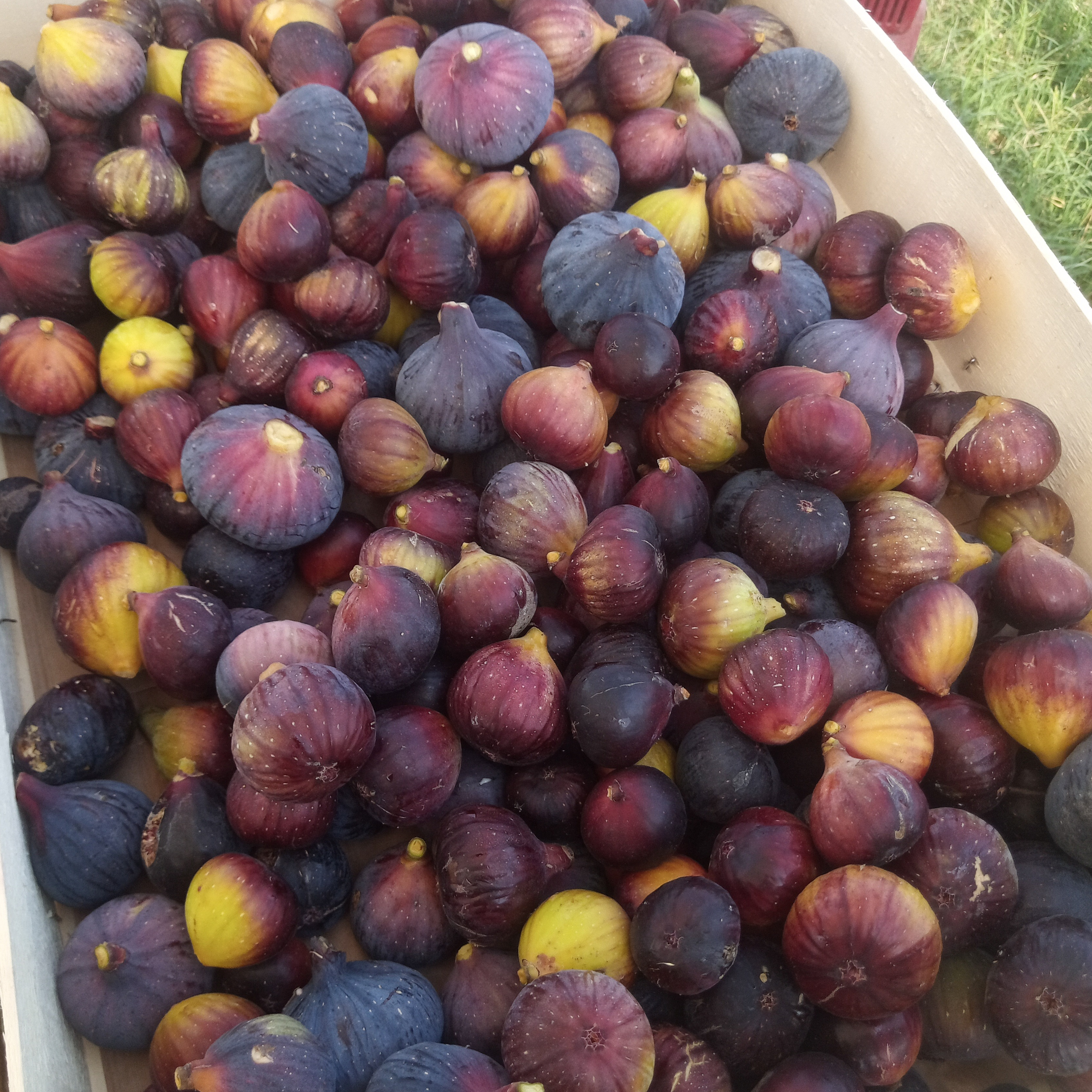 Figues / sachet de 500 gr
