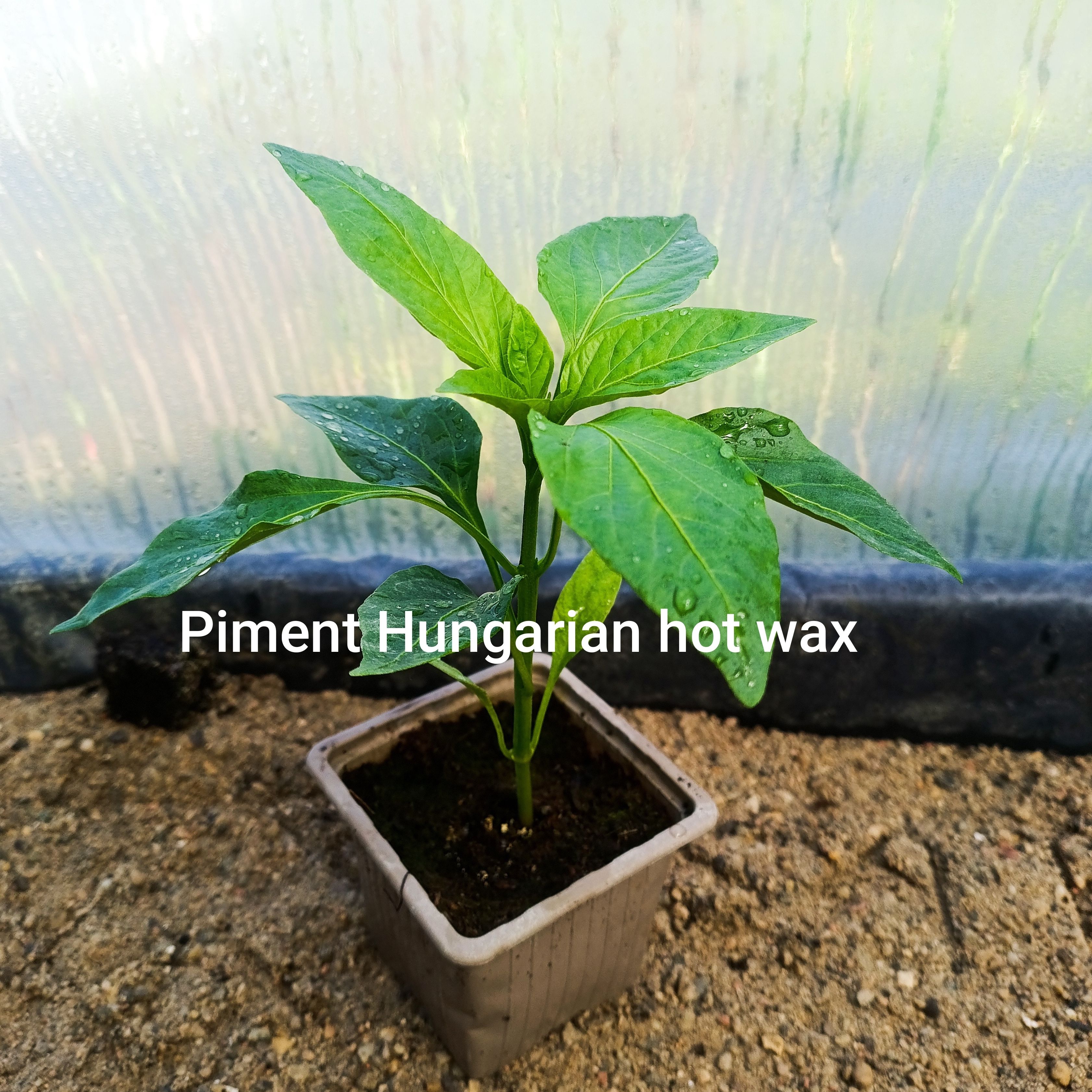 Plant légume - piment hungarian hot wax (peu fort)