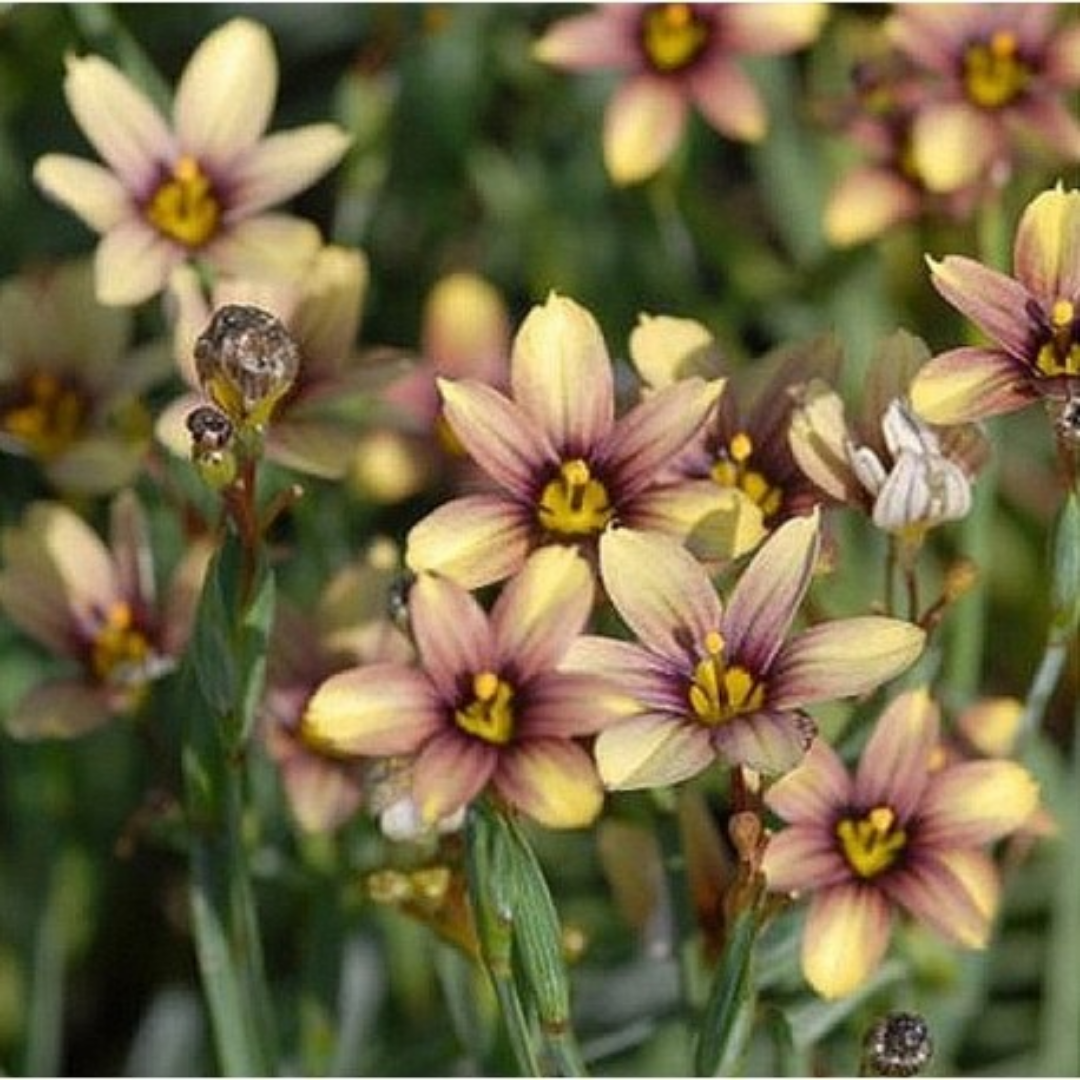 Sisyrhinchium biscutela