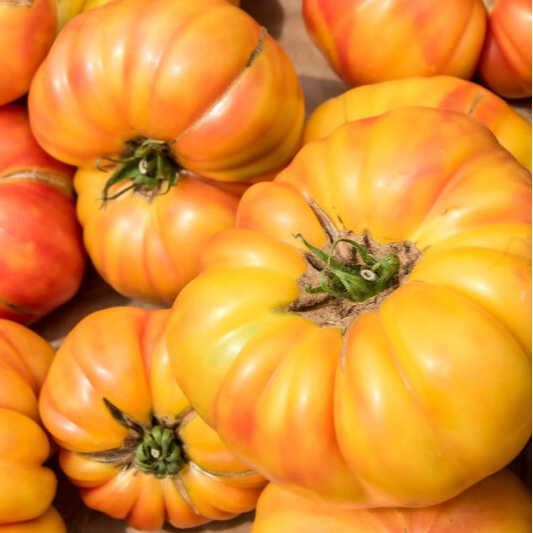 Tomate ancienne - Ananas - 1 plant