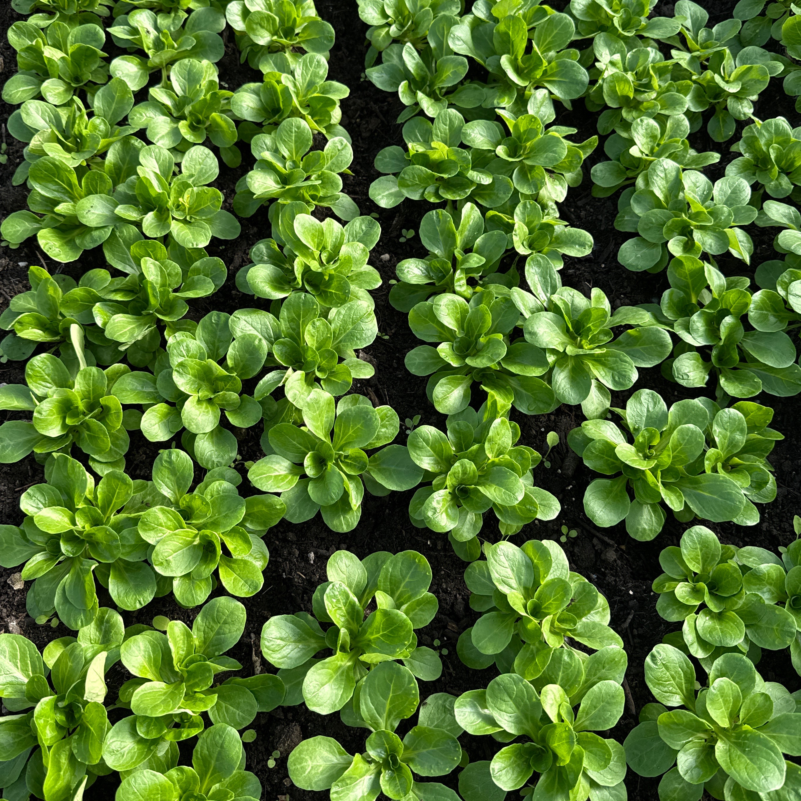 Mâche - Sachet 180 g