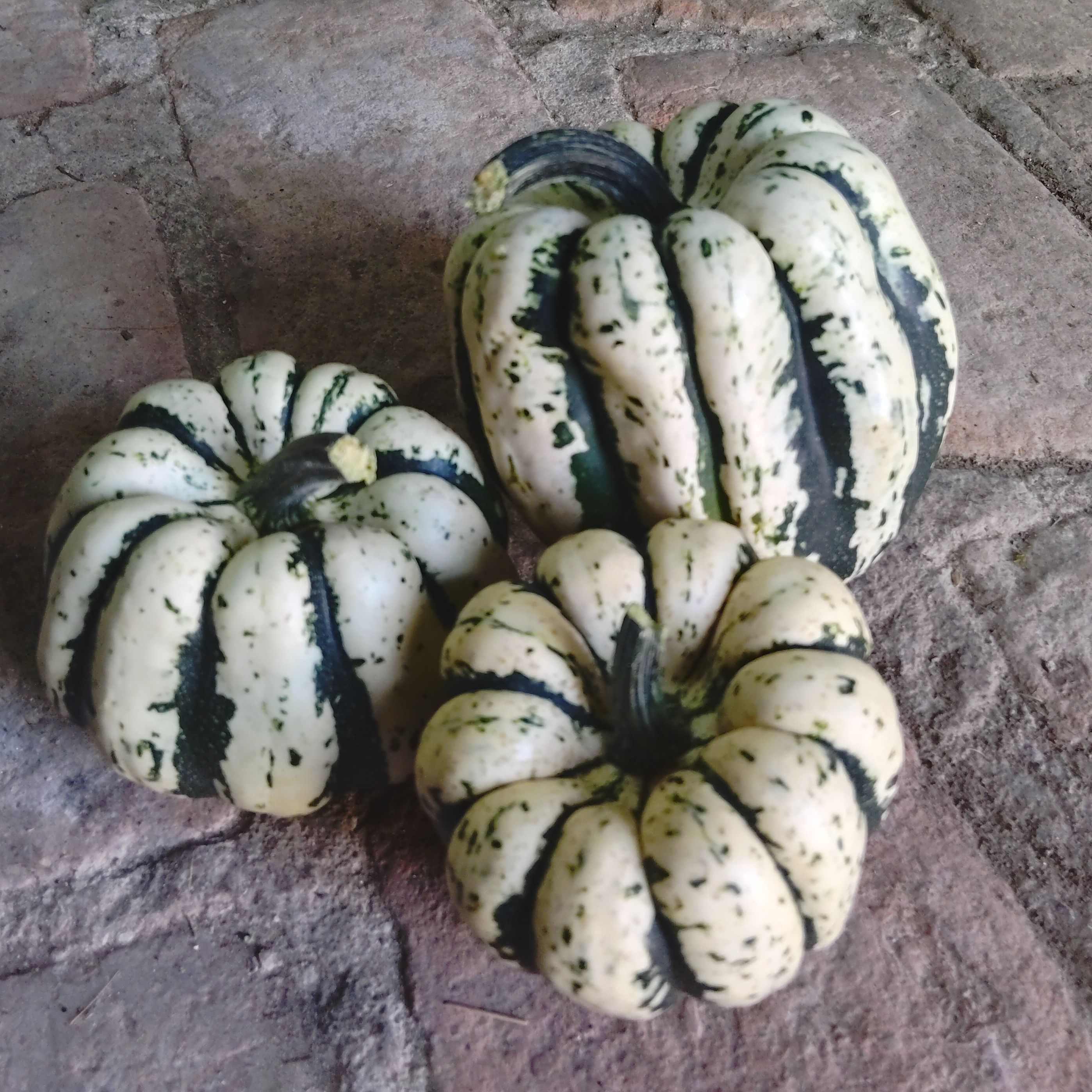 Patidou (Sweet Dumpling)