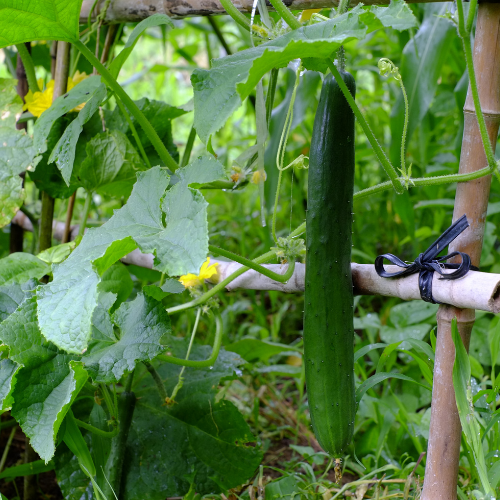 CONCOMBRE Rollinson Telegraph