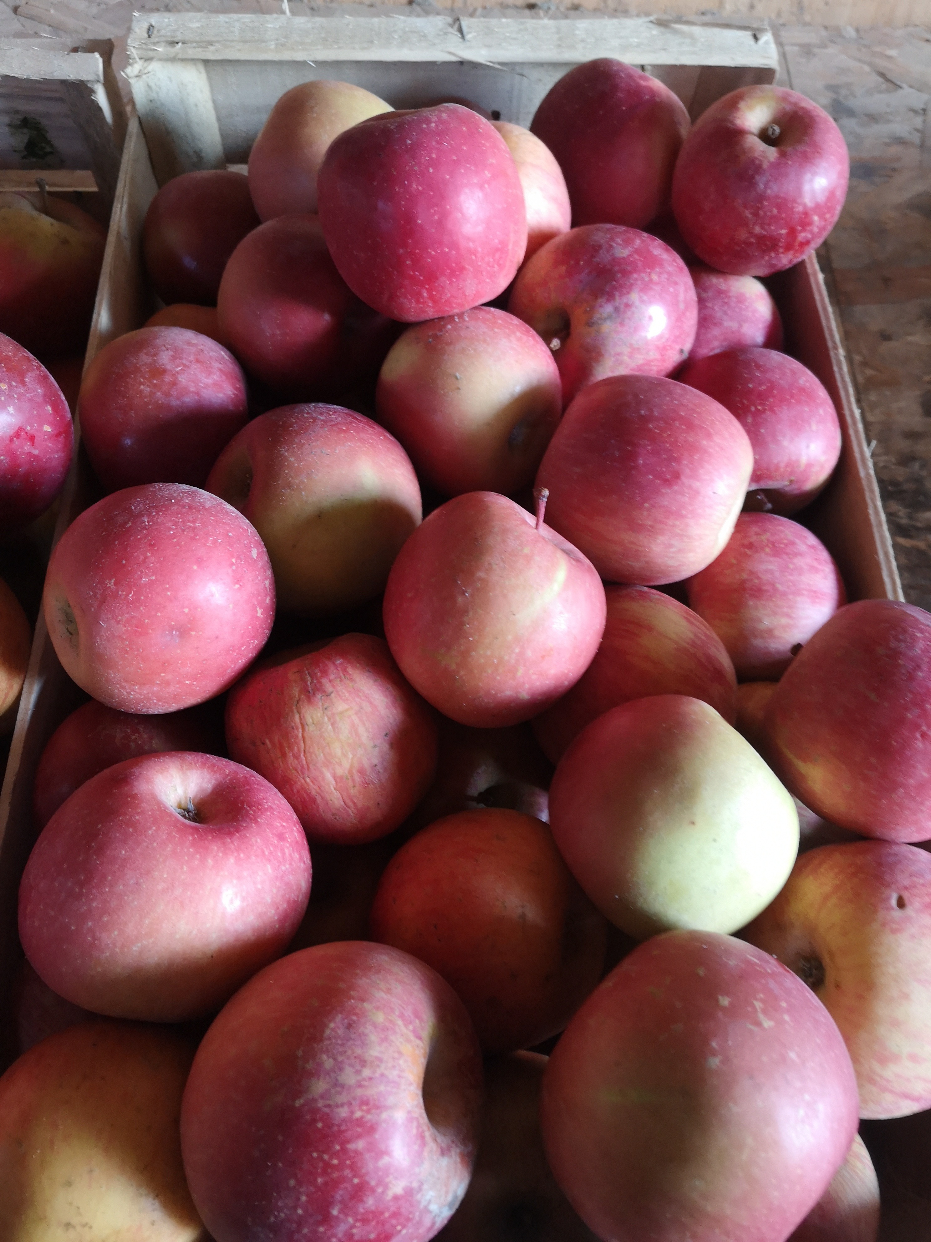 pomme fuji - kg