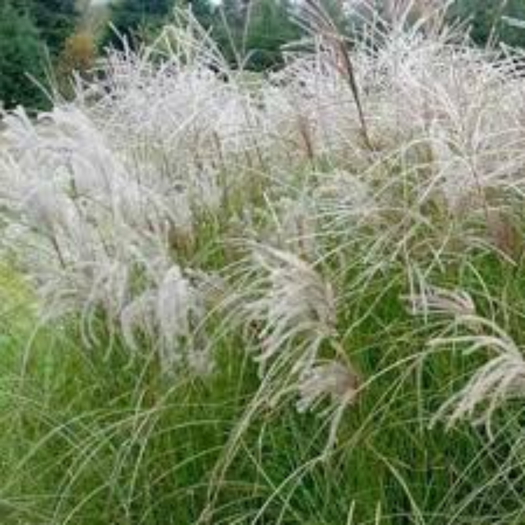 Miscanthus sinensis ‘Sarabande’
