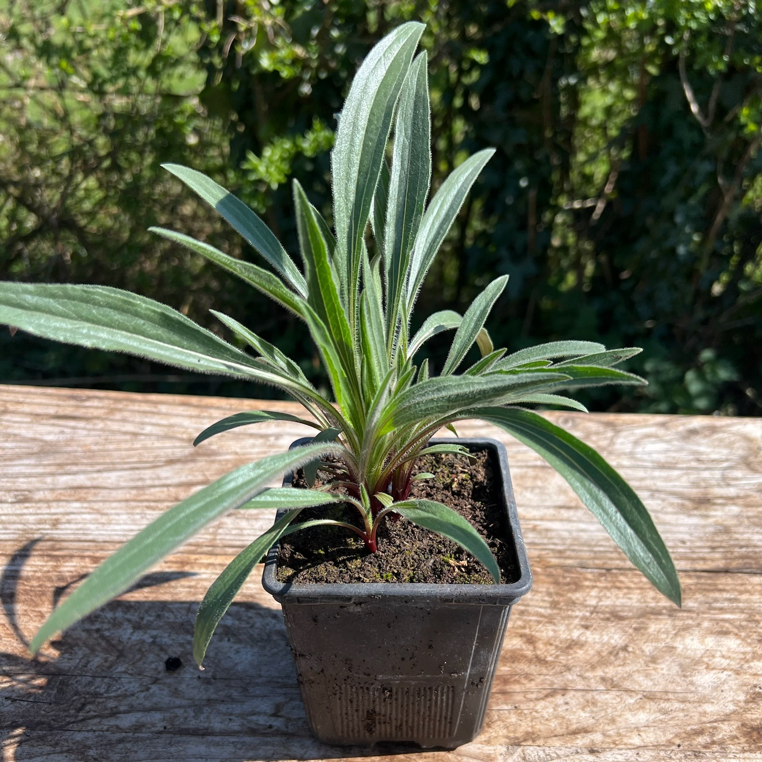 Plant Echinacéa Pallida Bio - 650g