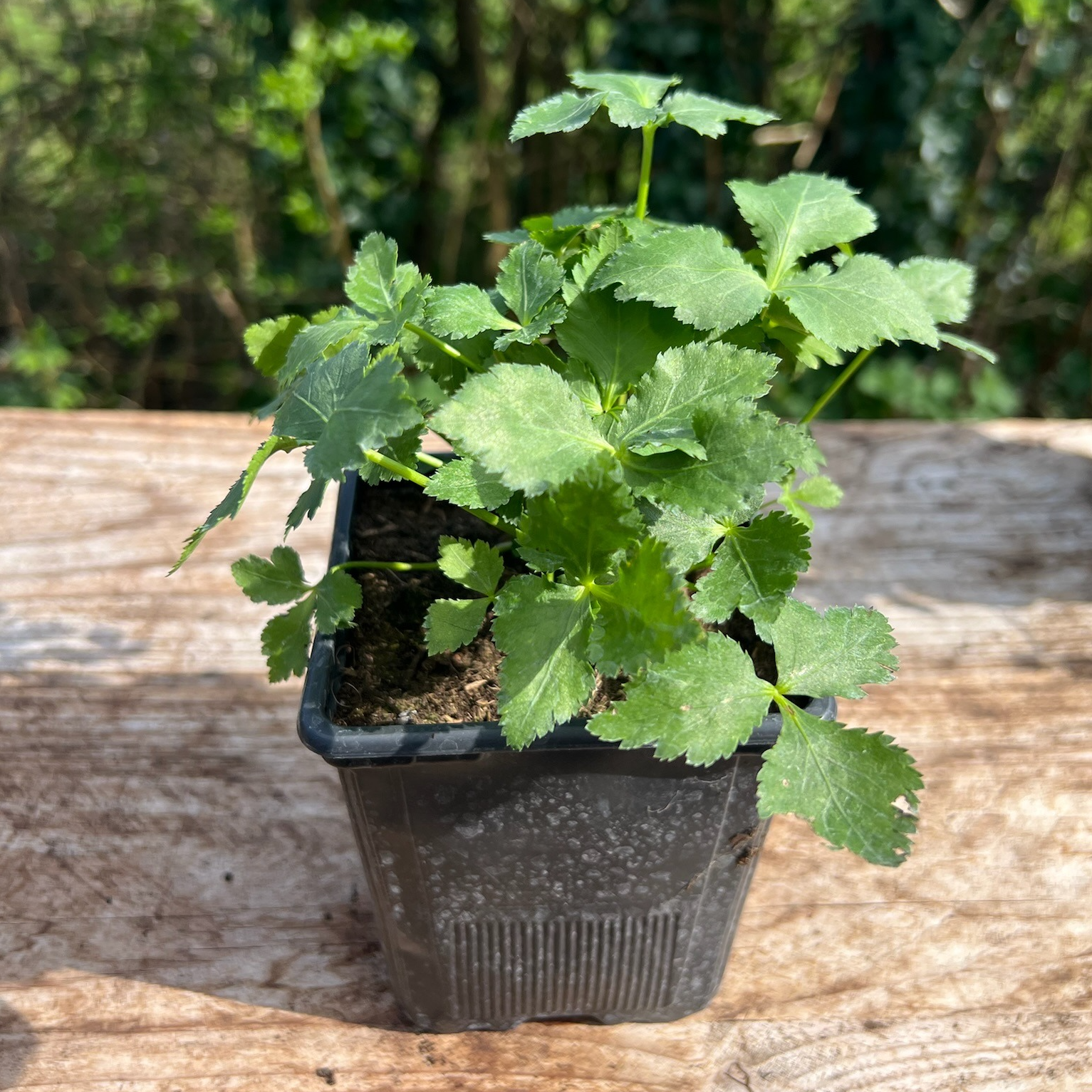 Plant Persil Japonais Bio (Mitsuba) - 650g