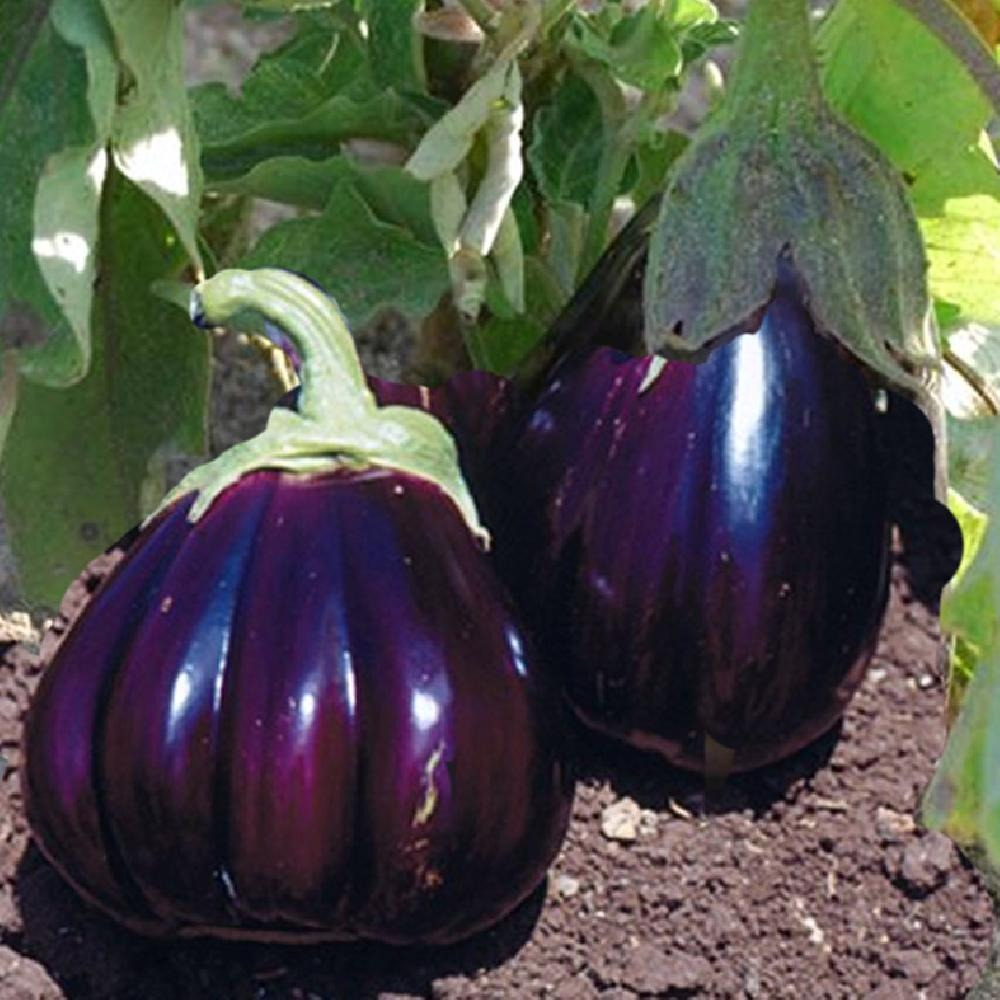PLANT D'AUBERGINE RONDE VIOLETTE Black Beauty
