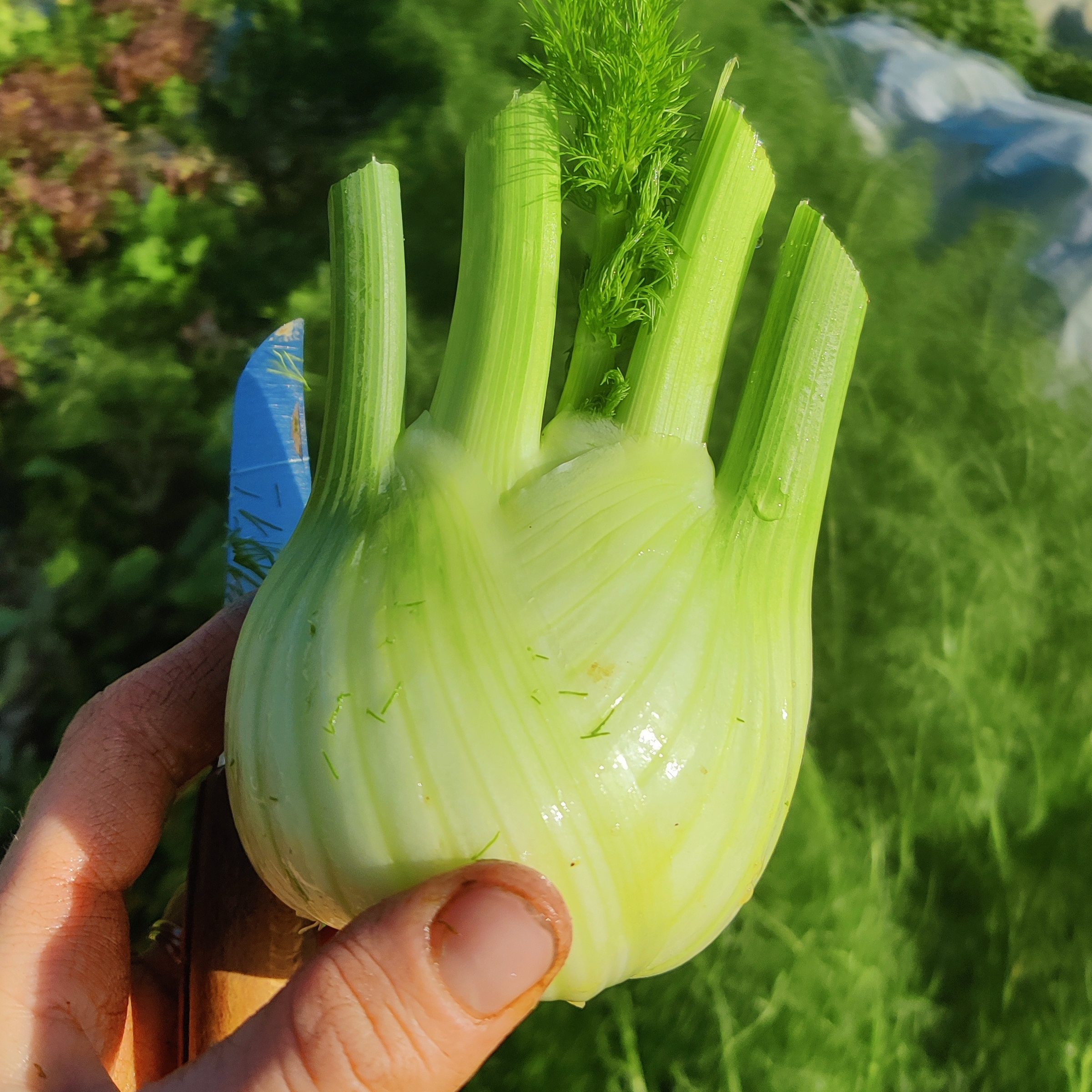 Fenouil à la pièce