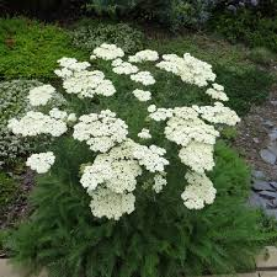 Achillea Critmifolia