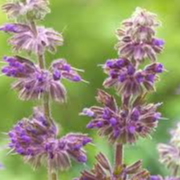 Salvia verticillata ‘Purple Rain’