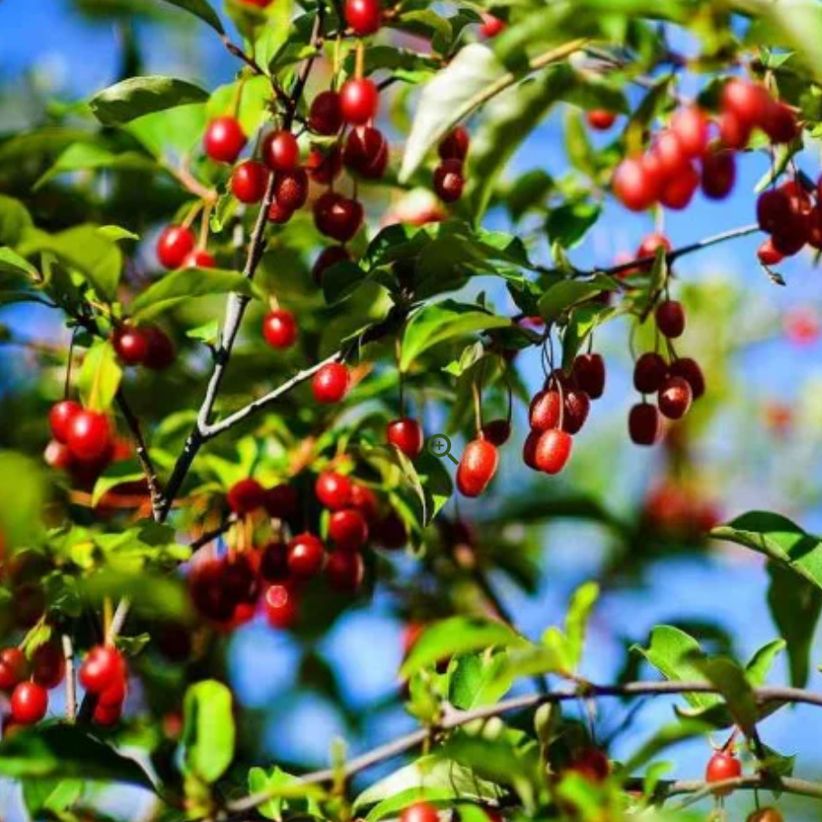 Goumi du Japon 'Sweet Scarlet' Pot 3L