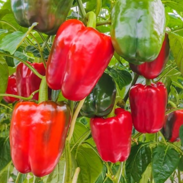 Poivron rouge doux - 1 plant