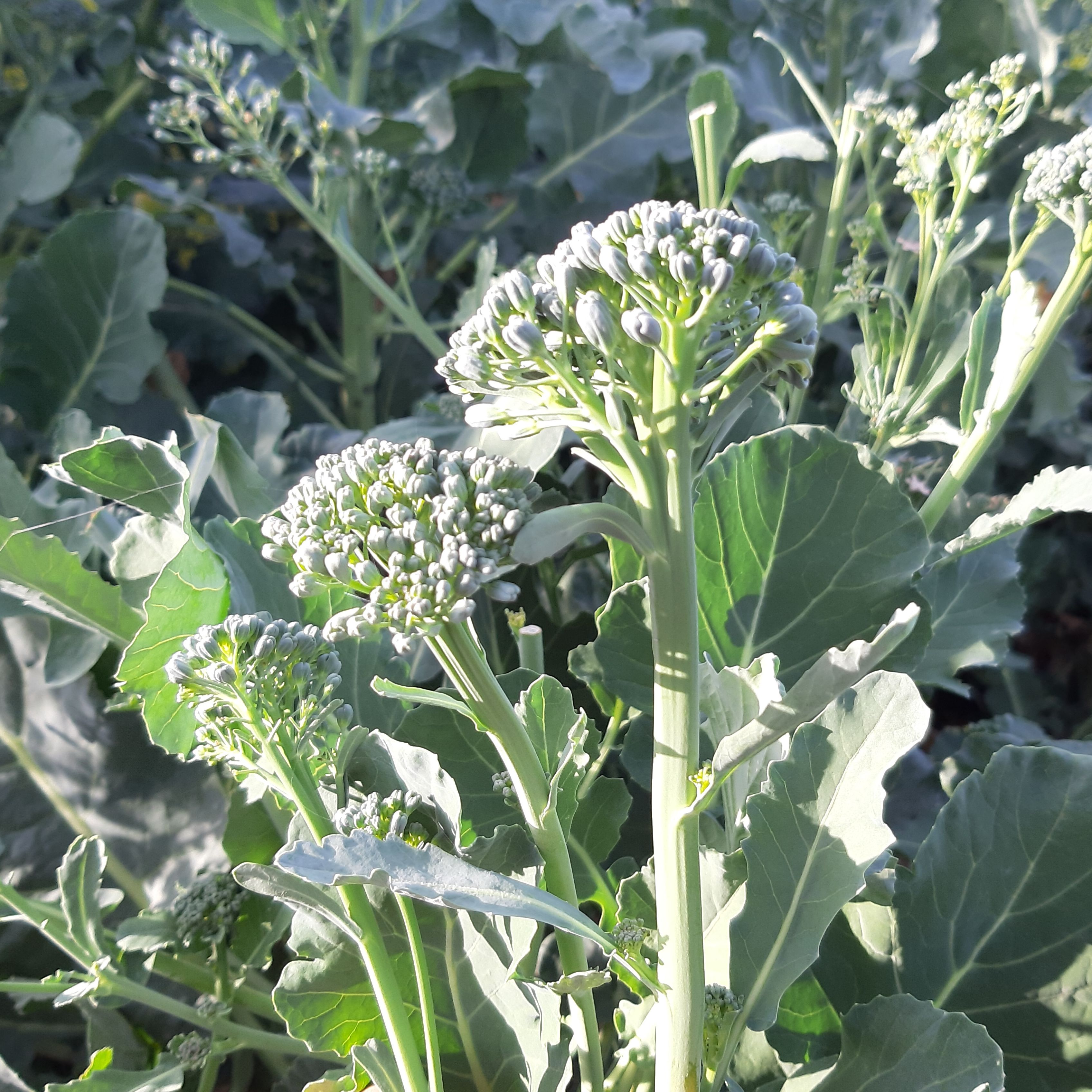 Brocoli